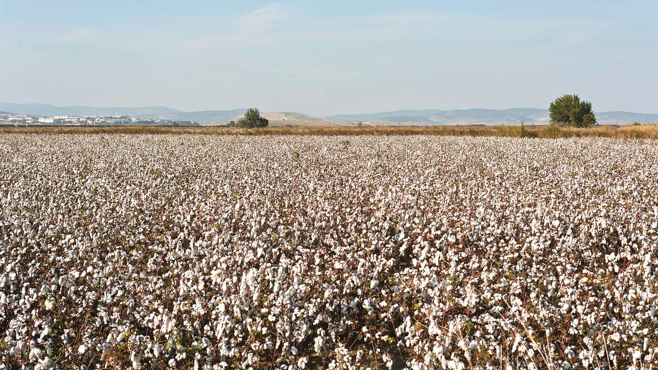 One of the famous Lubbock nicknames is that it's The Cotton Capital of the World