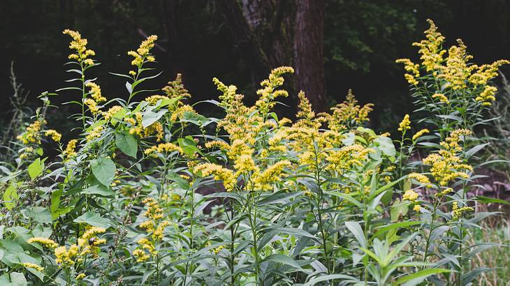 A closeup of plants with yellow flowers