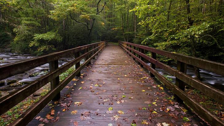 A wooden walking bridge with a stream of water and trees on either side