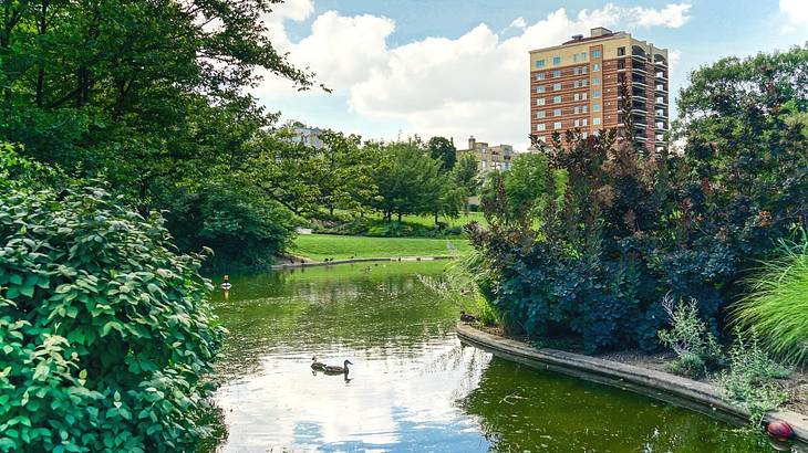 A pond with ducks on it and greenery surrounding it under a cloudy sky