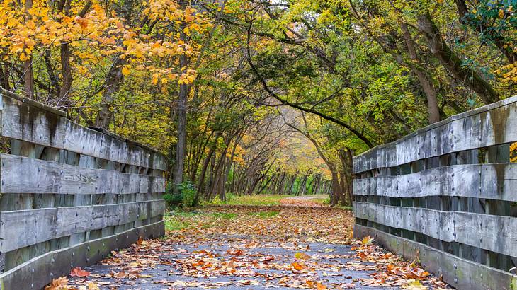 A wood bridge with trees on either side