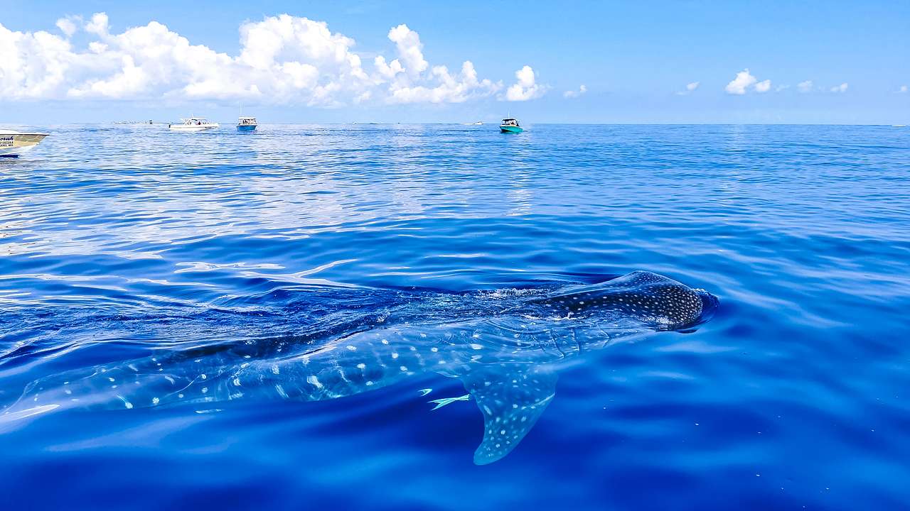 A giant whale shark swimming in the blue sea with some boats in the background