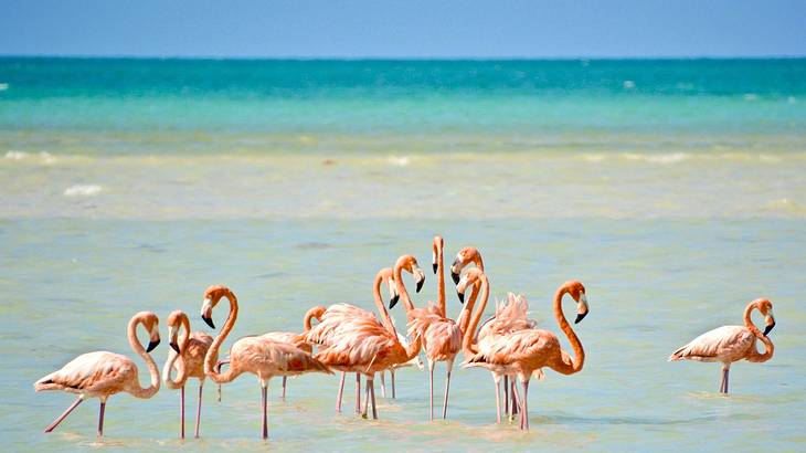 A group of pink flamingos in the shallows of the ocean under a blue sky