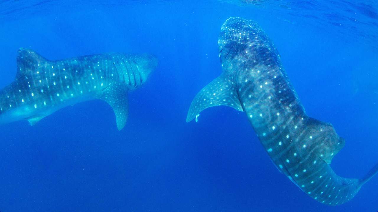 Two whale sharks underwater