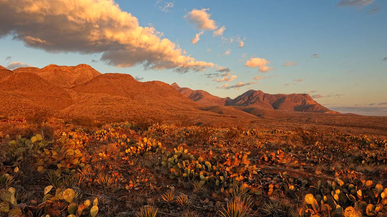 Mountains in a desert landscape with shrubbery around, during sunrise