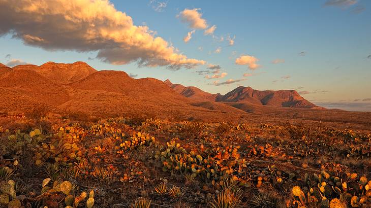 Mountains in a desert landscape with shrubbery around, during sunrise