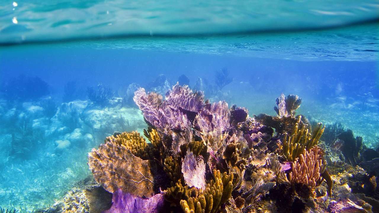 A coral reef under the ocean with purple coral in the front