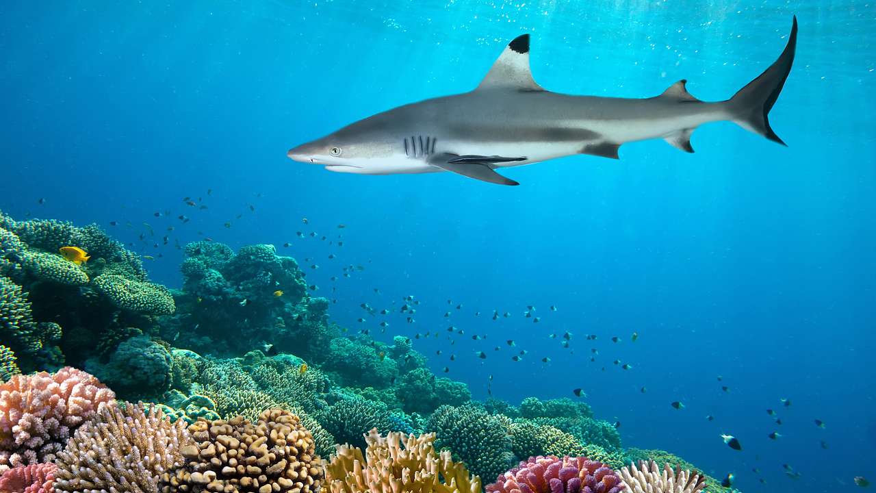 A shark swimming above colorful corals and fishes underwater