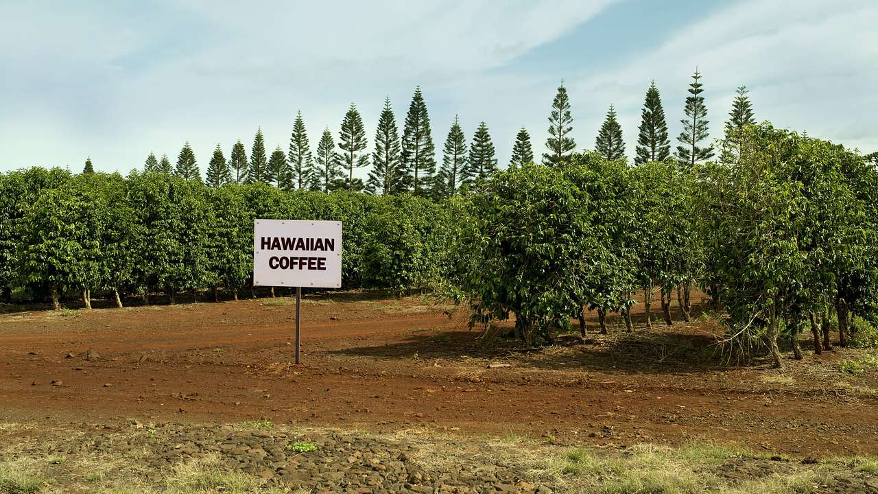 White signage saying Hawaiian coffee in dirt, in front of rows of coffee plants