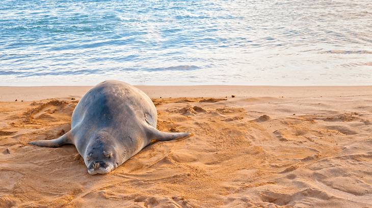 A fat seal lying on its stomach on a golden sandy beach