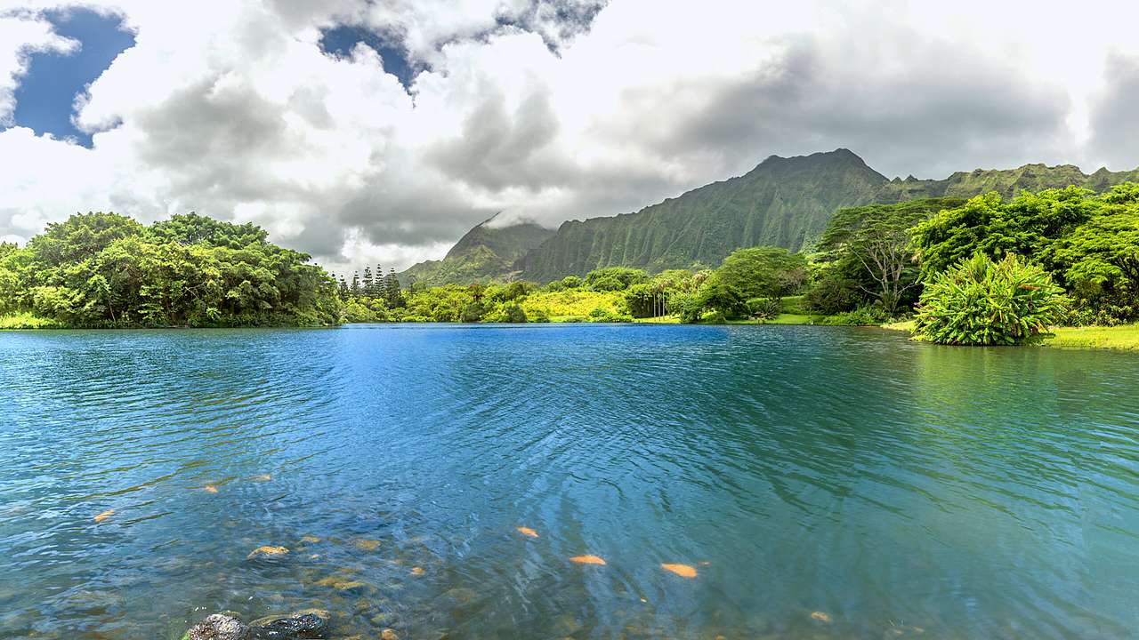 A body of water with fishes surrounded by greenery, with a mountain in the distance