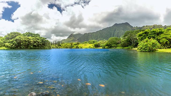 A body of water with fishes surrounded by greenery, with a mountain in the distance