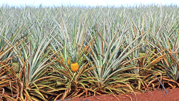 Pineapple field with fruit growing in reddish soil
