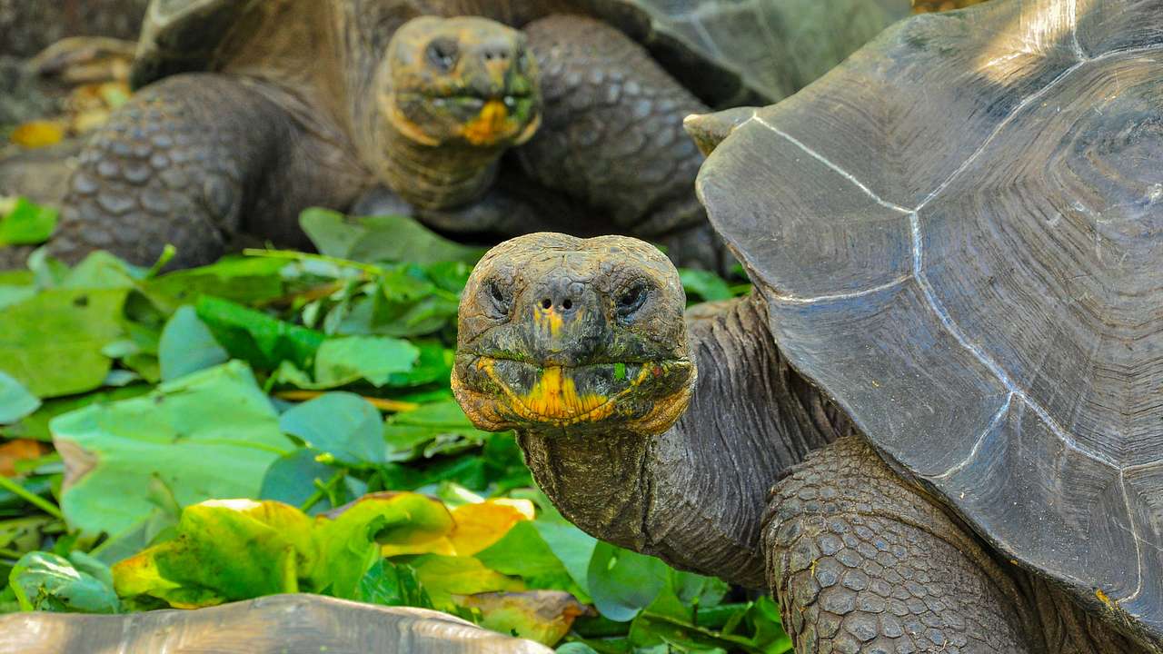 Close-up of two tortoises on green leaves staring directly at the camera