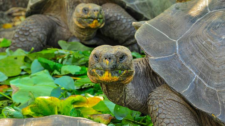 Close-up of two tortoises on green leaves staring directly at the camera