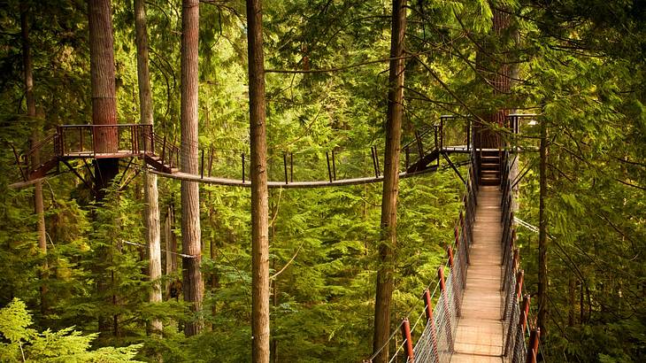 A suspended walkway in the middle of wilderness surrounded by pine trees
