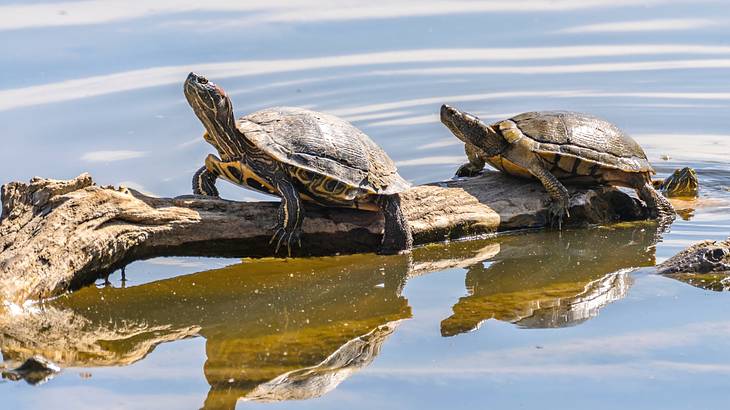 Two red-eared slider turtles sitting on a log surrounded by water
