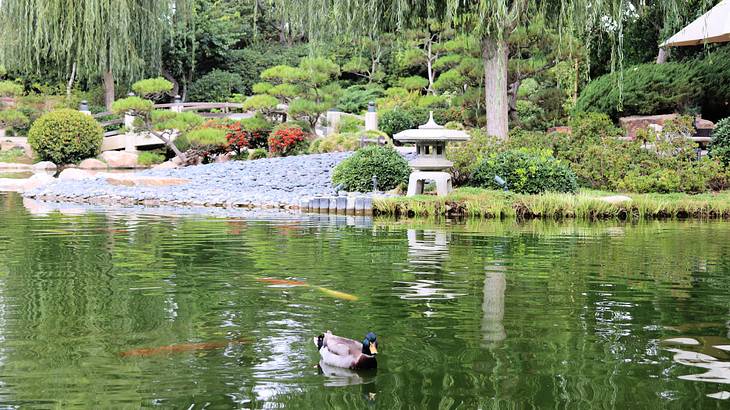 A duck swimming on a pond in a landscaped garden