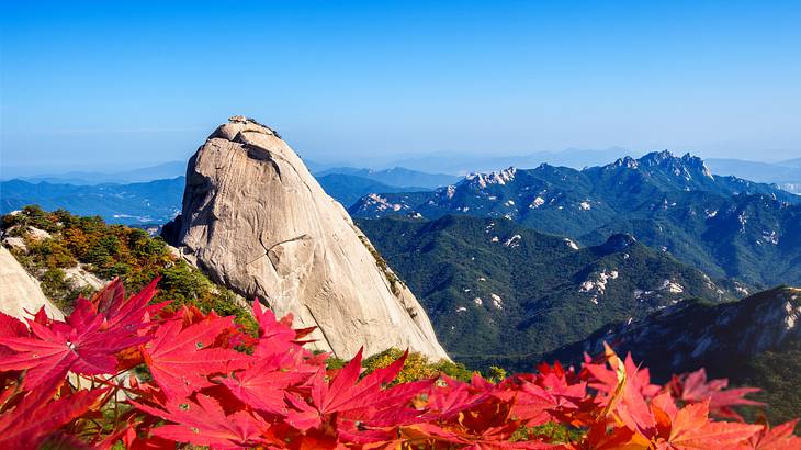 Red flowers in front of a peak and a mountainous landscape at the back