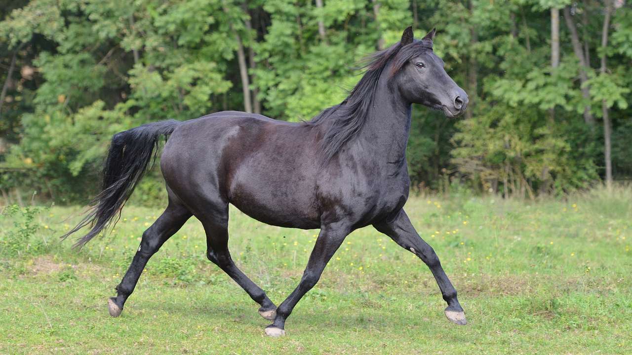 The black Morgan horse trotting in a grass field with green trees behind it