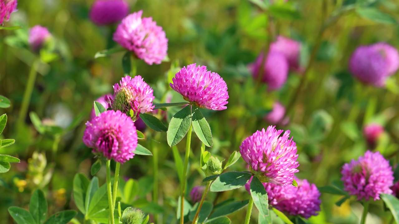 Red clover flowers growing everywhere - one of the facts about Vermont state
