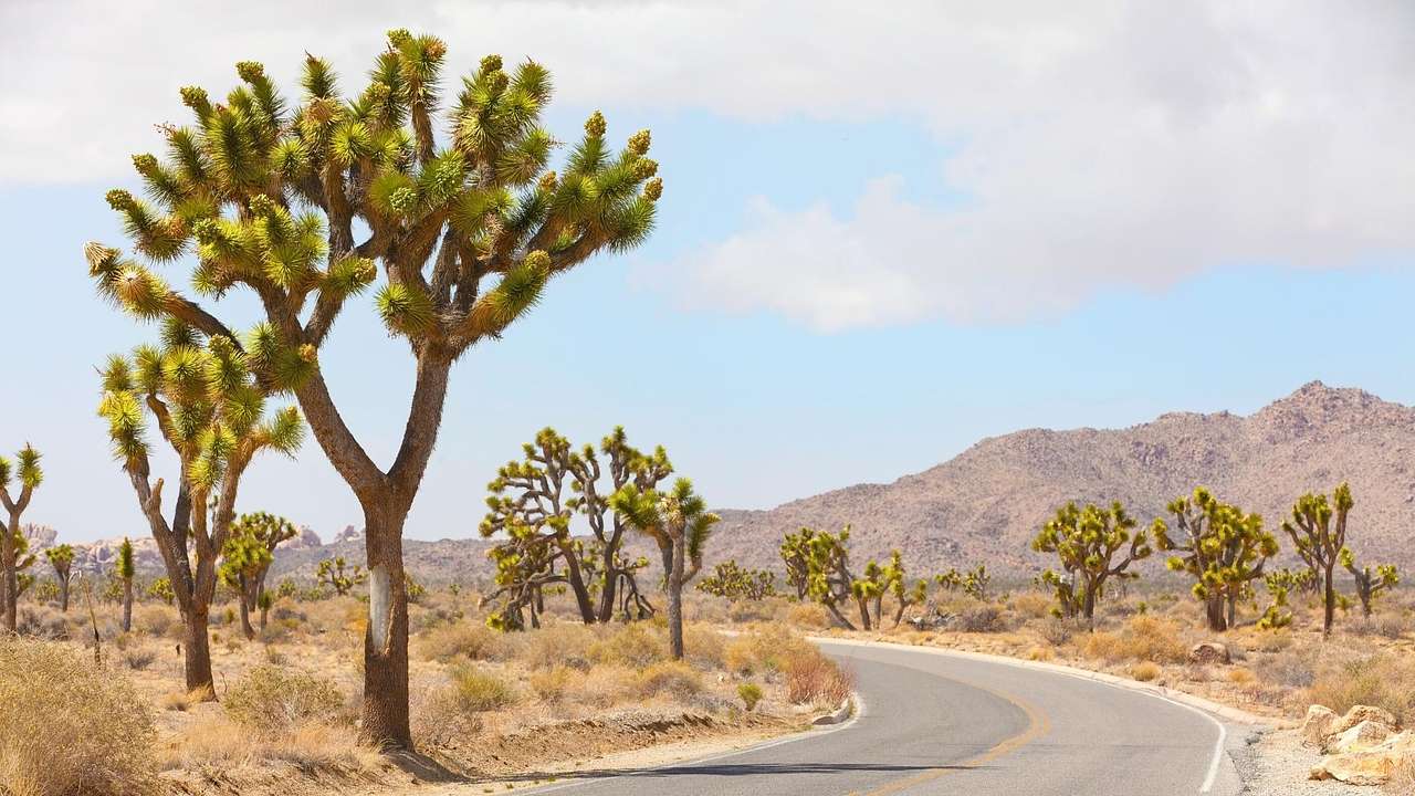 A winding road with shrubbery and Joshua trees next to it and small mountains behind