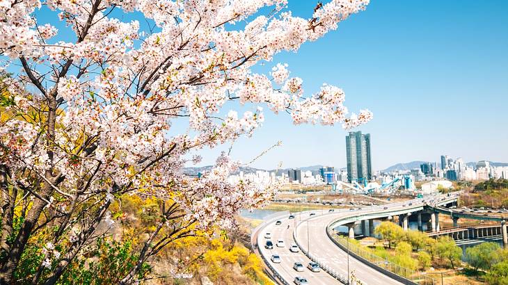 Looking through cherry blossoms on a highway with cars, city buildings and blue sky