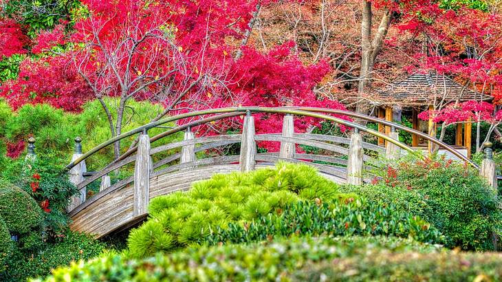 A wooden, arched bridge surrounded by red and green foliage