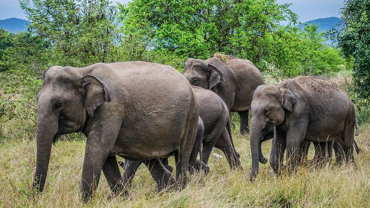 A family of elephants walking in tall grass with trees around