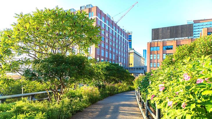 A path with green trees on either side and buildings in the background