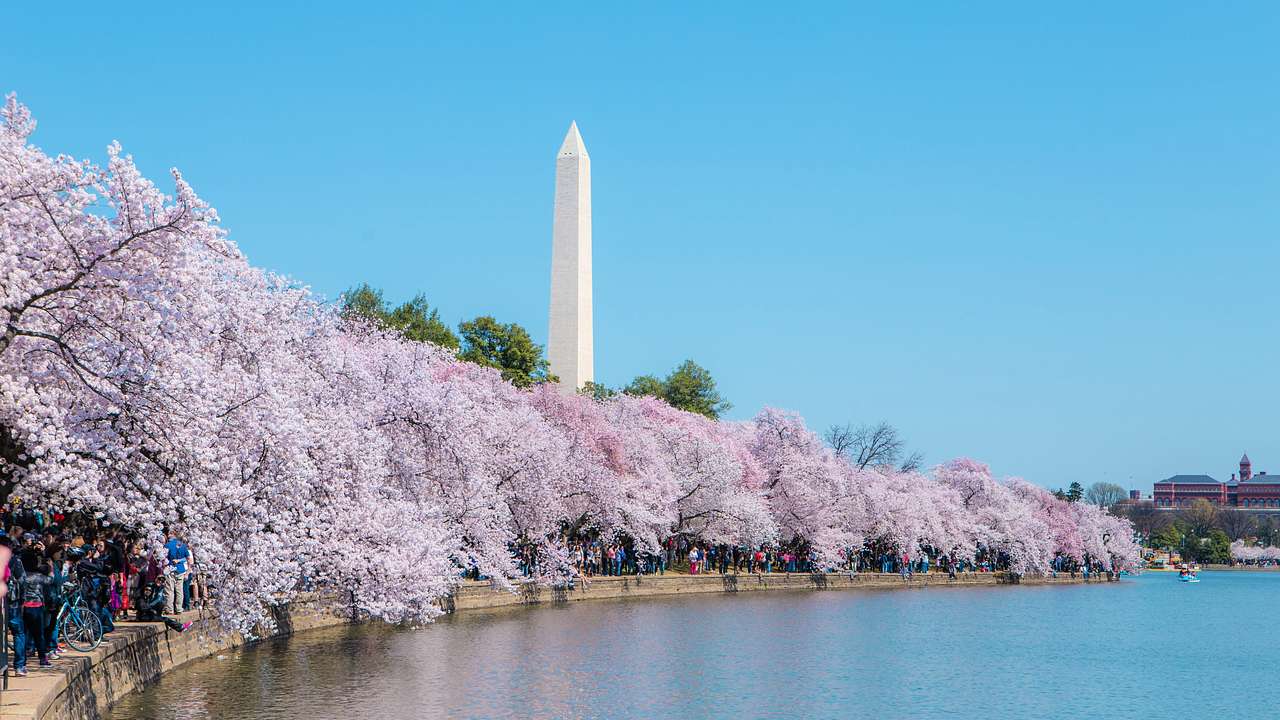 A tall monument near many cherry blossom trees and a body of water