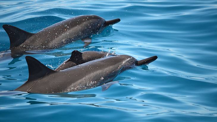 Two dolphins swimming in the ocean