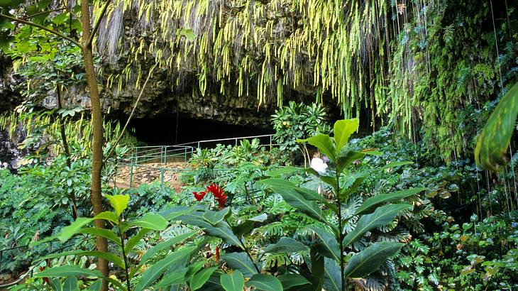 Lots of greenery with a path going through it