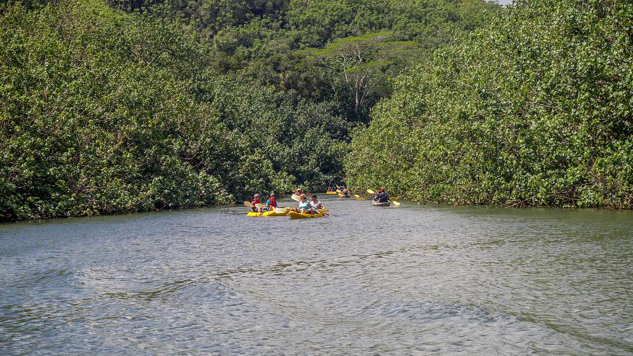 A river with kayaks on it and greenery on the banks