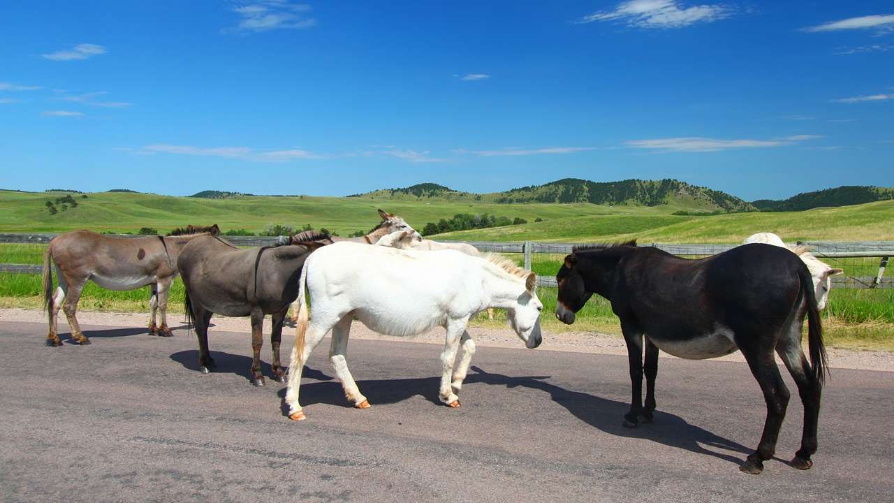 Four donkeys standing on a path next to small grassy hills under a blue sky