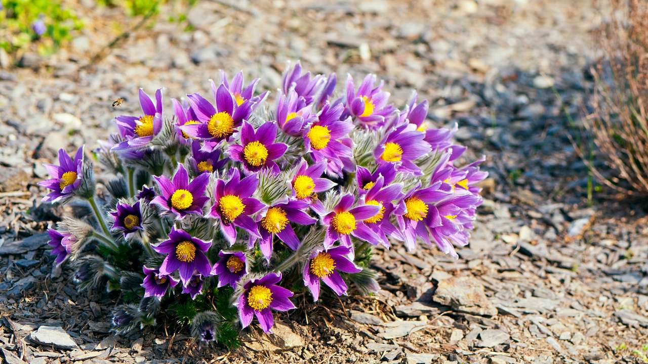 Purple pasque flowers with yellow centers growing out of the ground