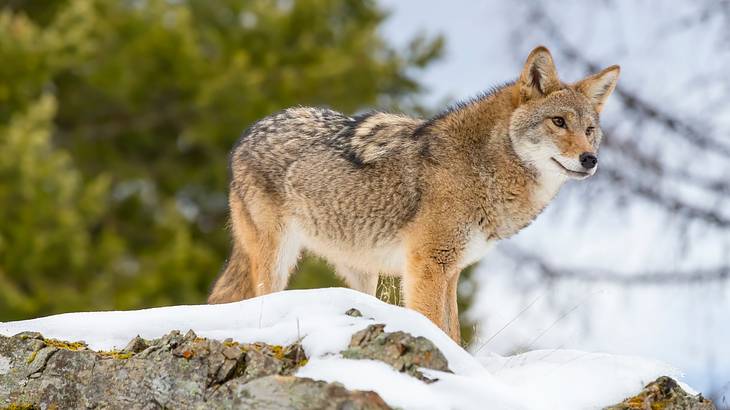 One of many facts about South Dakota state is that the state animal is the coyote