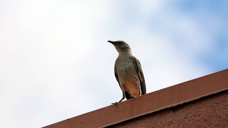 Looking up at a light brown and gray bird perched on an orange cement roof