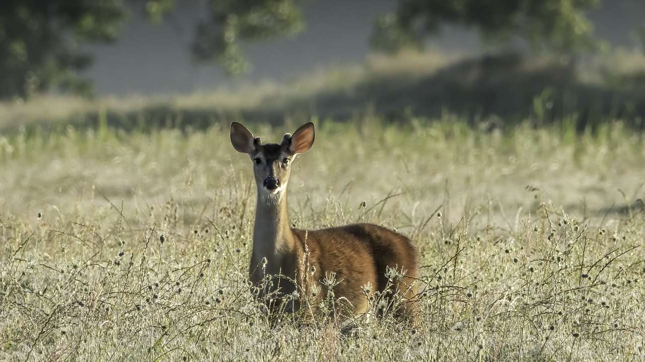 A male white-tailed deer in the middle of a field of tall grass