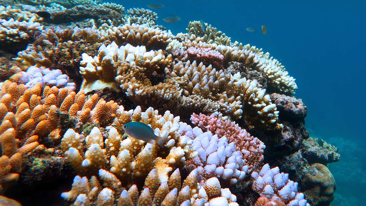 Looking at a part of a colourful coral reef and fish under the blue water