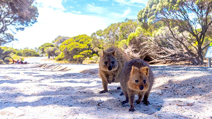 Two quokkas on sandy ground with greenery and blue sky behind them