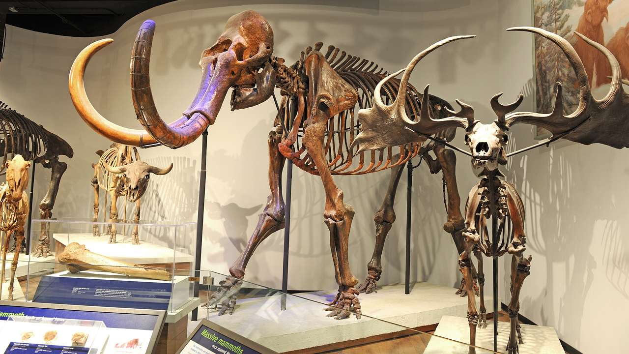 Skeletons of a mammoth, a moose, and another bovine-looking animal in a museum