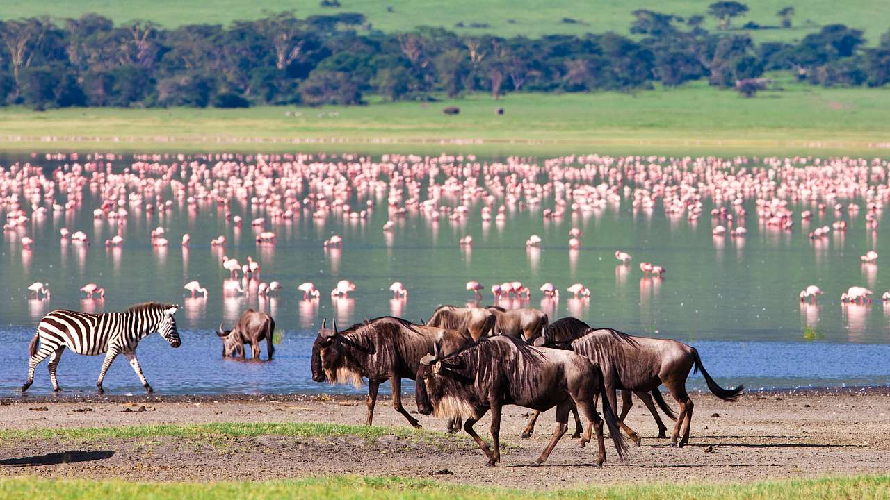 A body of water with a group of pink birds in it, facing other animals on grassy land