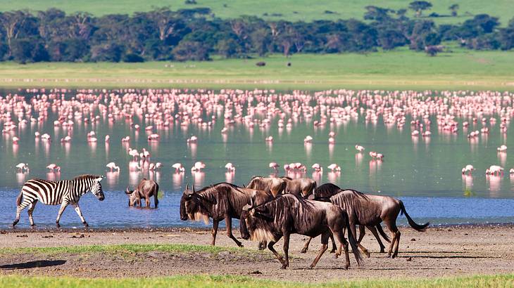 A body of water with a group of pink birds in it, facing other animals on grassy land