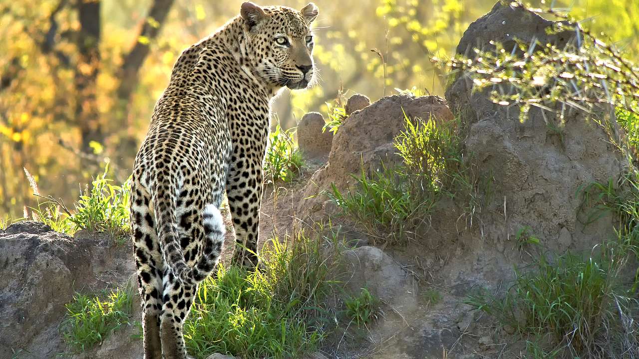 A leopard resting atop a rocky surface surrounded by greenery