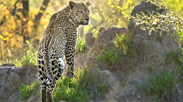 A leopard resting atop a rocky surface surrounded by greenery