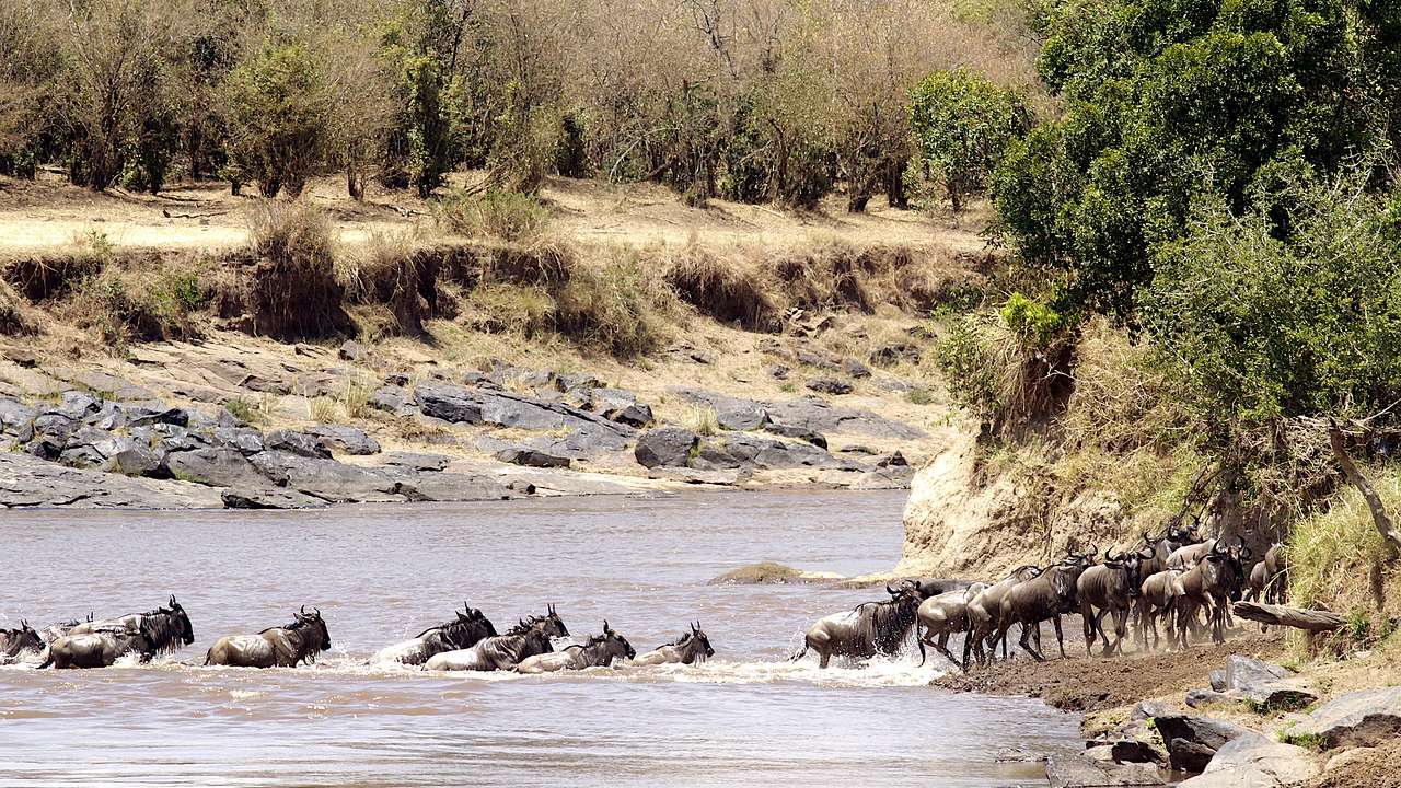A group of wildebeest crossing a river surrounded by dry grass, rocks and trees