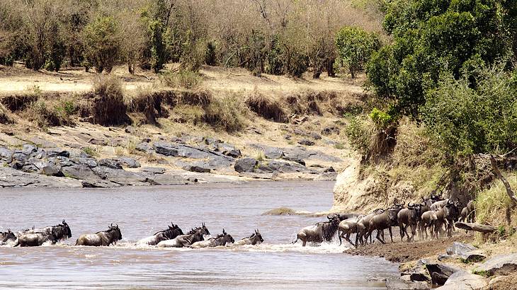 A group of wildebeest crossing a river surrounded by dry grass, rocks and trees