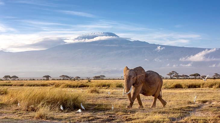 A snow-capped peak in the distance, facing an elephant in the savannah