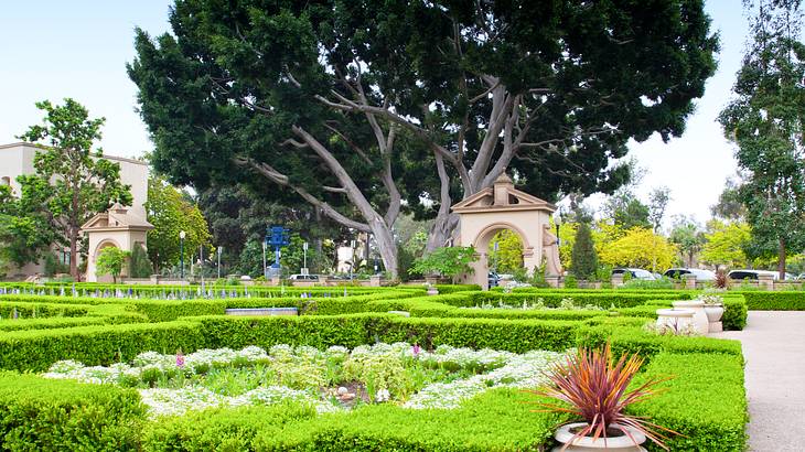 A lush green landscaped garden with green hedges and a tall green leafy tree